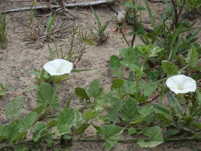 Convolvulus crenatifolius, photographed by Federico Muñoz