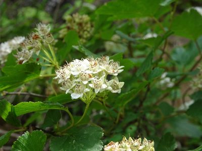 Physocarpus intermedius, photographed by Thomas Koffel