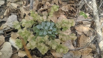 Physaria chambersii, photographed by Darrin Gobble