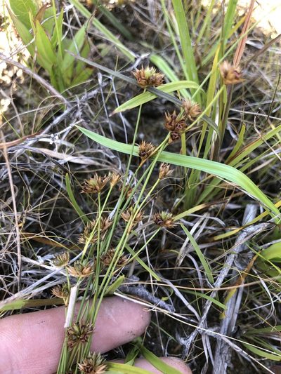 Juncus filipendulus, photographed by John Kees
