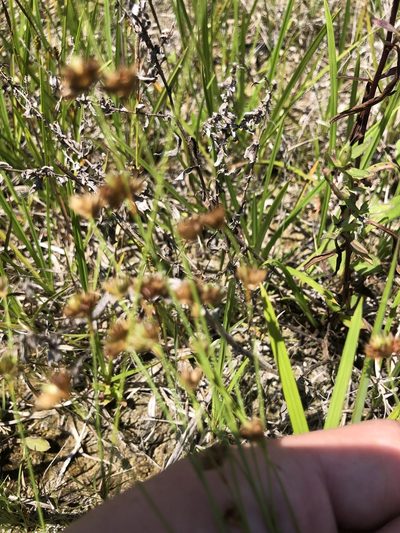 Juncus filipendulus, photographed by John Kees