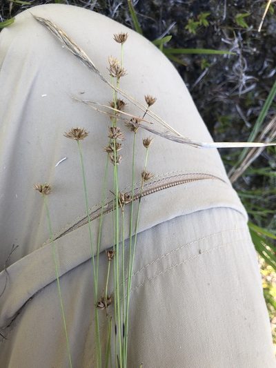 Juncus filipendulus, photographed by John Kees