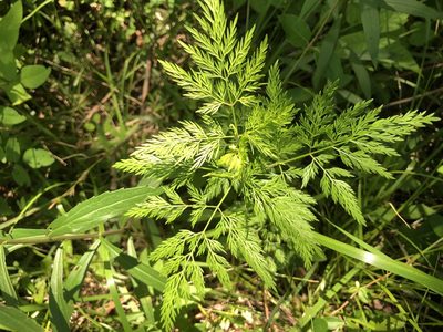 Trepocarpus aethusae, photographed by John Kees