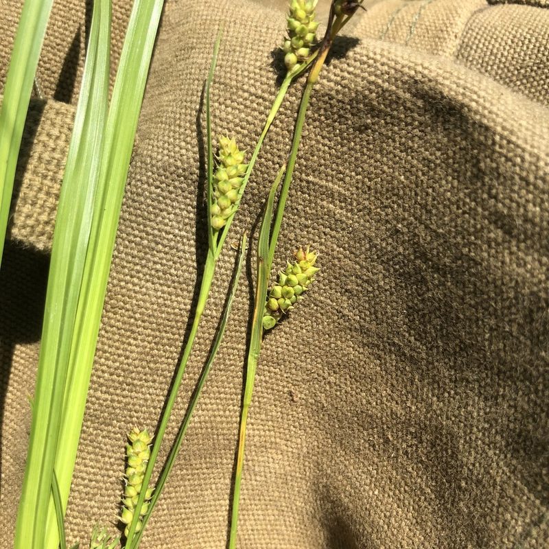 Carex microdonta, photographed by John Kees