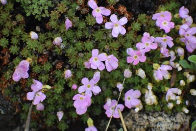 Androsace constancei, photographed by Syd Cannings