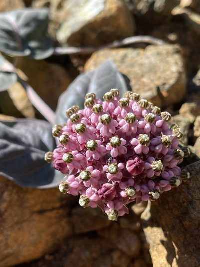 Asclepias solanoana, photographed by Roger Raiche