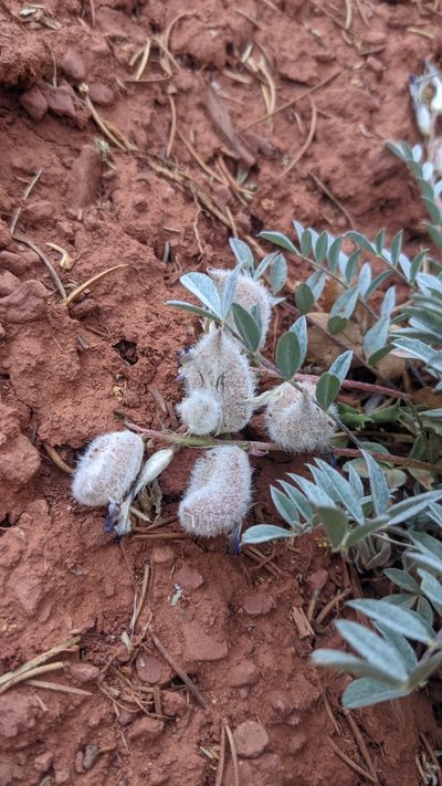 Astragalus concordius, photographed by Darrin Gobble