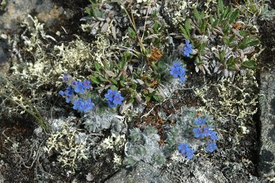 Eritrichium aretioides, photographed by Syd Cannings