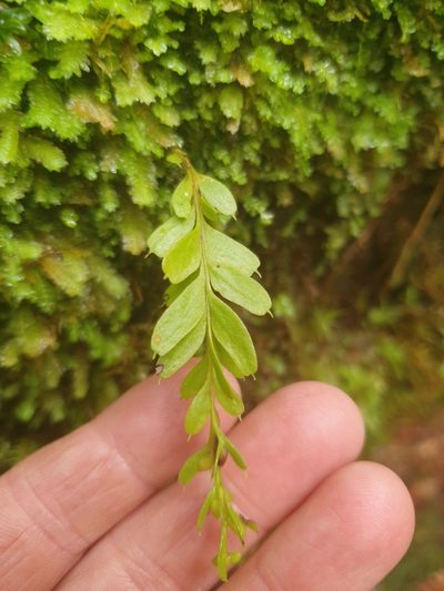 Tmesipteris obliqua, photographed by Yoav Daniel Bar-Ness