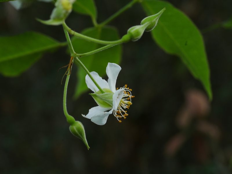 Rosa indica, photographed by Jacy Chen
