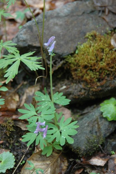 Corydalis pauciflora, photographed by Syd Cannings