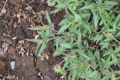Dracocephalum parviflorum, photographed by Syd Cannings