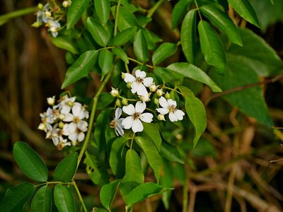 Rosa indica, photographed by Jacy Chen