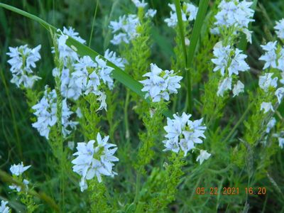 Veronica austriaca, photographed by Galyna Mykytynets