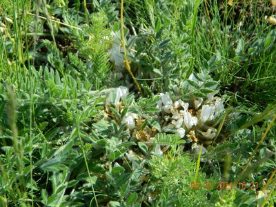 Astragalus dolichophyllus, photographed by Galyna Mykytynets