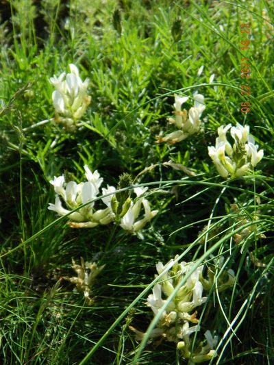 Astragalus pallescens, photographed by Galyna Mykytynets