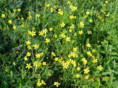 Ranunculus oxyspermus, photographed by Galyna Mykytynets