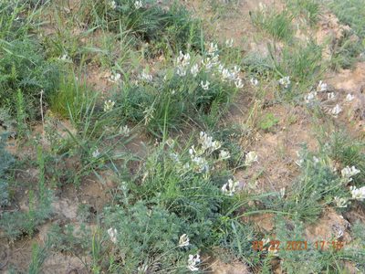 Astragalus pallescens, photographed by Galyna Mykytynets