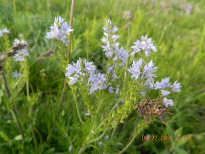 Veronica austriaca, photographed by Galyna Mykytynets