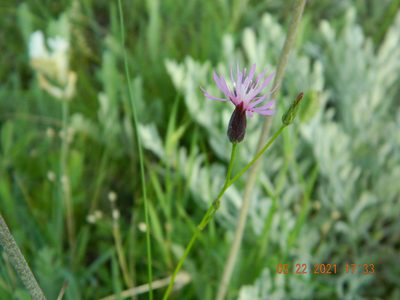 Crupina vulgaris, photographed by Galyna Mykytynets