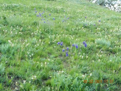 Salvia nutans, photographed by Galyna Mykytynets