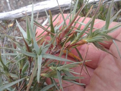 Dracophyllum pubescens, photographed by Brett Sandford