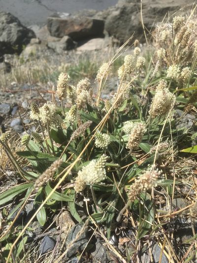 Plantago canescens, photographed by pynklynx
