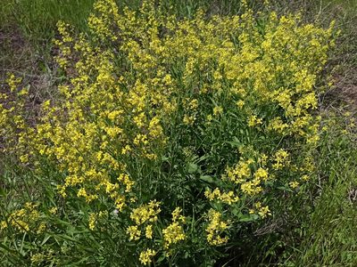 Sisymbrium volgense, photographed by voronokin1971