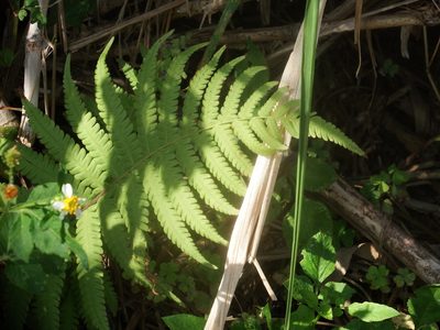 Christella parasitica, photographed by 高山田鼠