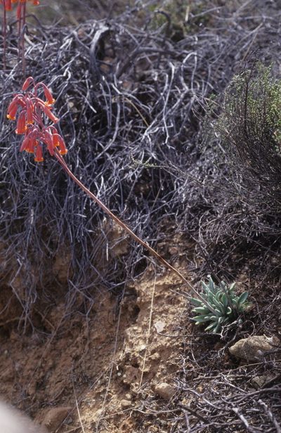 Adromischus phillipsiae, photographed by Tom Lloyd Evans