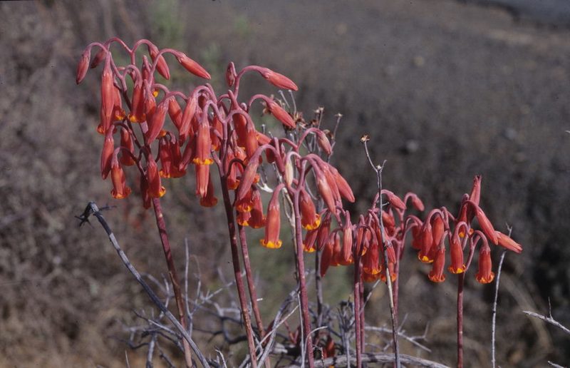 Adromischus phillipsiae, photographed by Tom Lloyd Evans