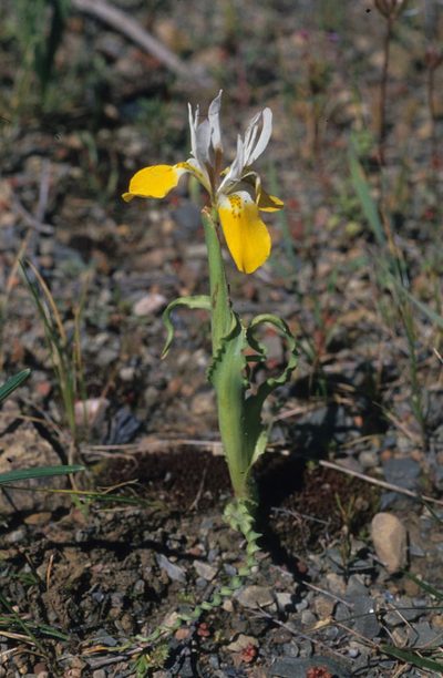 Moraea flava, photographed by Tom Lloyd Evans