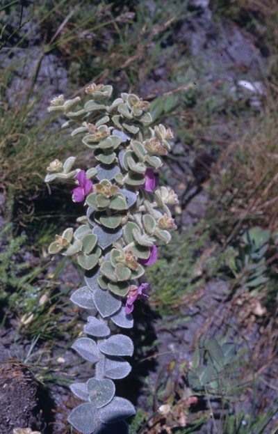 Podalyria cordata, photographed by Tom Lloyd Evans