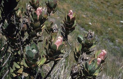 Protea stokoei, photographed by Tom Lloyd Evans