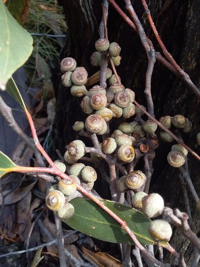 Eucalyptus baxteri, photographed by insiderelic