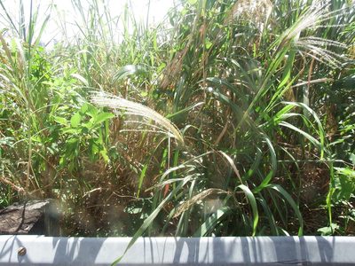Miscanthus floridulus, photographed by 高山田鼠