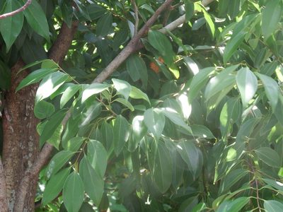 Cinnamomum burmanni, photographed by 高山田鼠