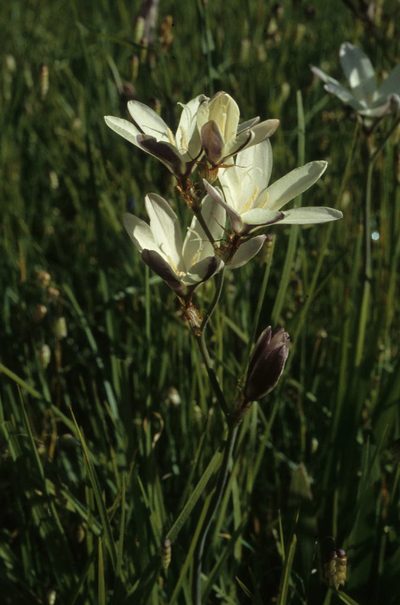 Sparaxis grandiflora, photographed by Tom Lloyd Evans