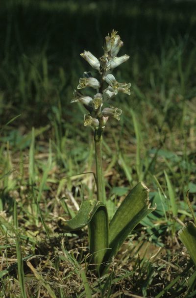 Lachenalia mediana, photographed by Tom Lloyd Evans