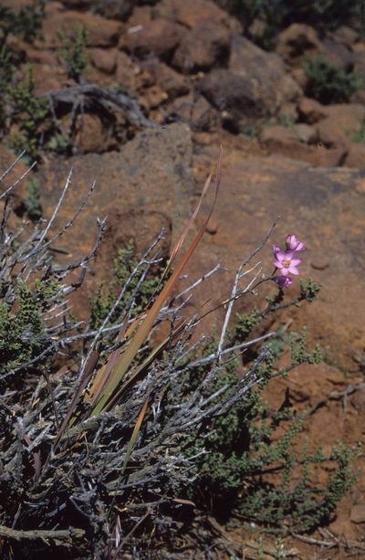 Ixia trifolia, photographed by Tom Lloyd Evans