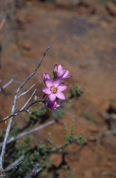 Ixia trifolia, photographed by Tom Lloyd Evans