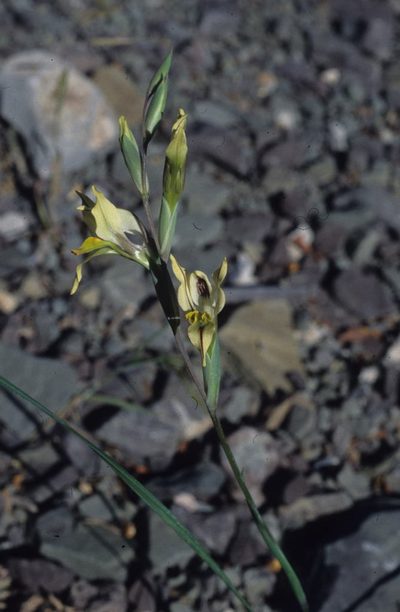 Gladiolus karooicus, photographed by Tom Lloyd Evans