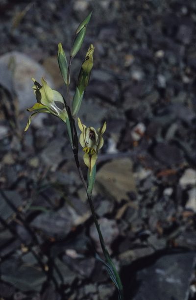 Gladiolus karooicus, photographed by Tom Lloyd Evans