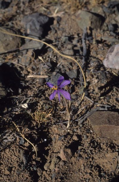 Moraea crispa, photographed by Tom Lloyd Evans