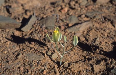Albuca longipes, photographed by Tom Lloyd Evans