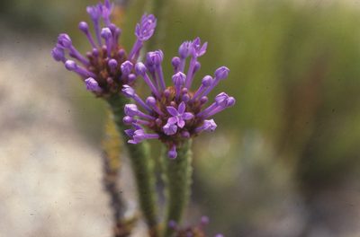 Rhigiophyllum squarrosum, photographed by Tom Lloyd Evans