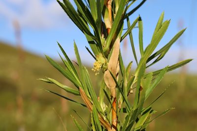 Cliffortia heterophylla, photographed by magriet b