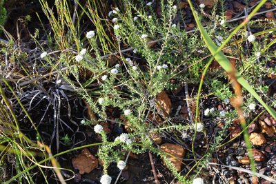 Phylica atrata, photographed by magriet b