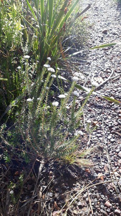 Phylica atrata, photographed by magriet b