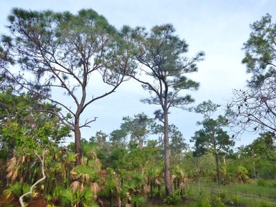 Pinus caribaea, photographed by Thibaud Aronson